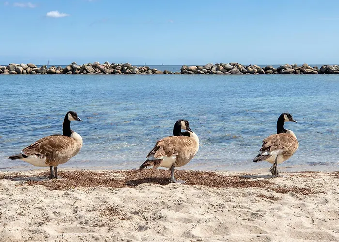 Ostseeschnucke Direkt Am Zur Landseite *